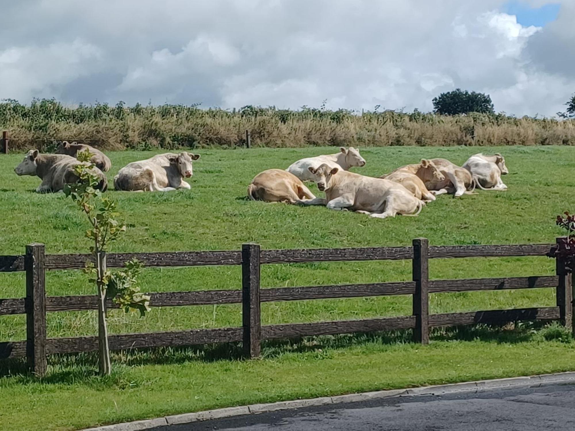 Country Haven Eircode H54 Ak31 Galway Exterior foto